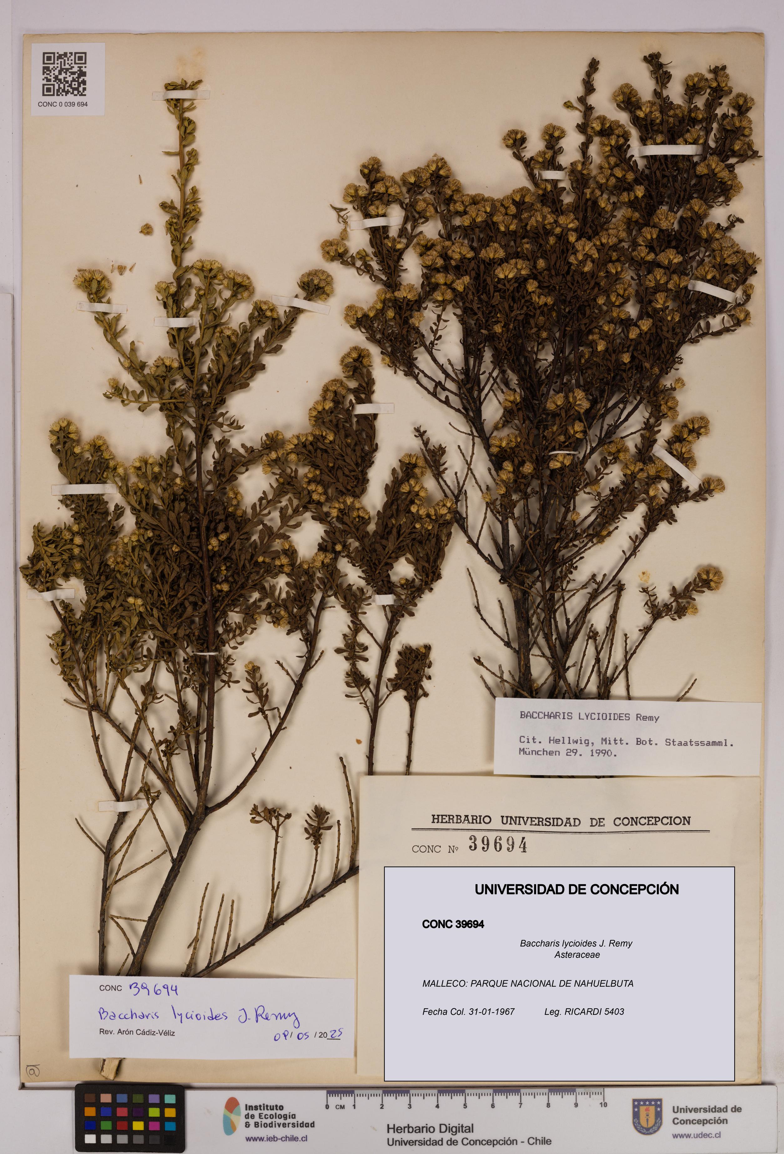 Baccharis lycioides [Espécimen: UDEC:CONC:0039694]