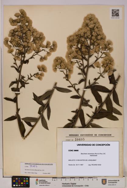 Baccharis racemosa [Espécimen: UDEC:CONC:0039695]