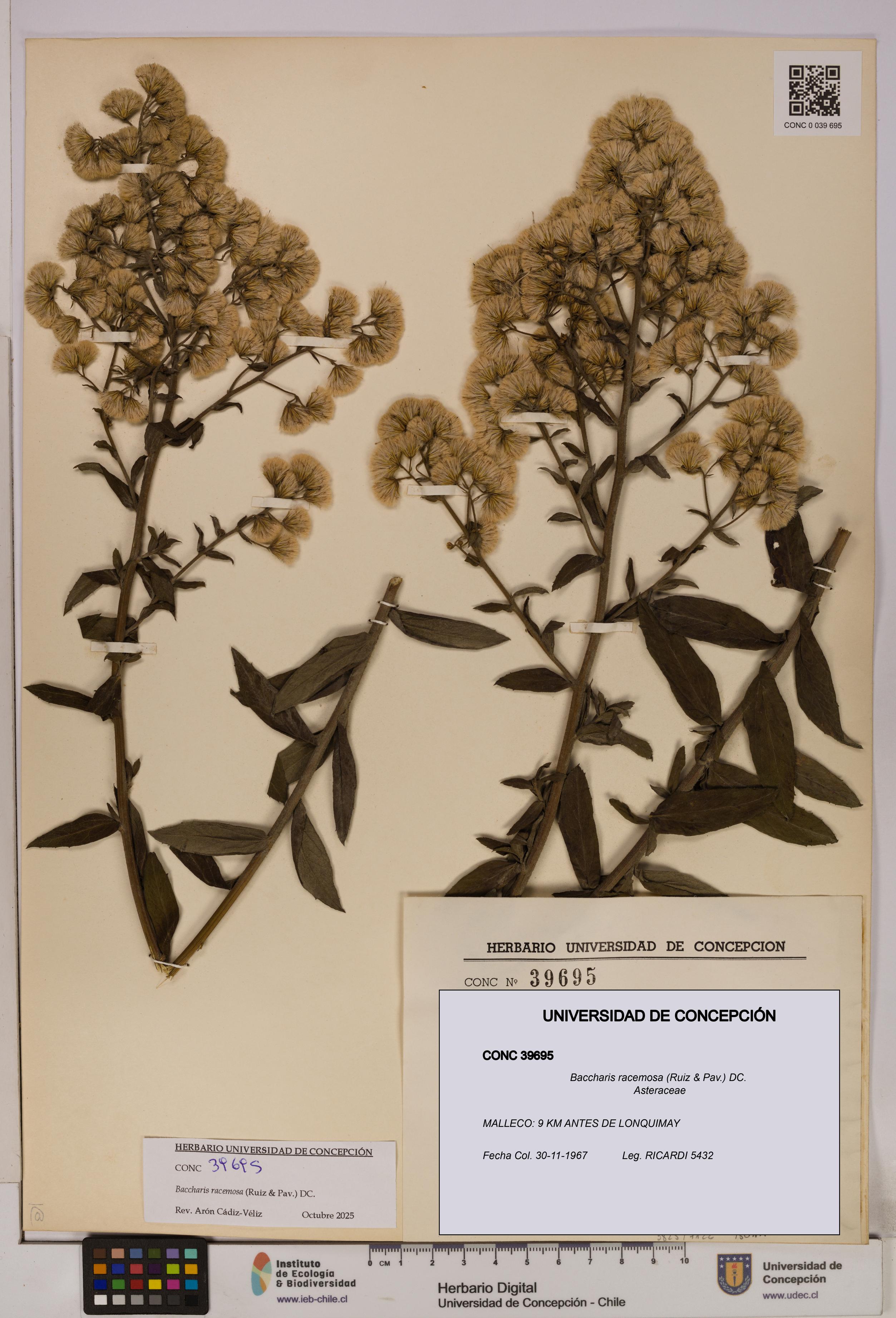 Baccharis racemosa [Espécimen: UDEC:CONC:0039695]