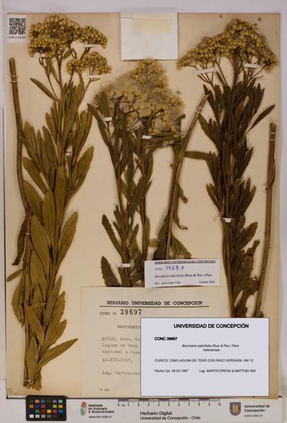 Baccharis salicifolia [Espécimen: UDEC:CONC:0039697]
