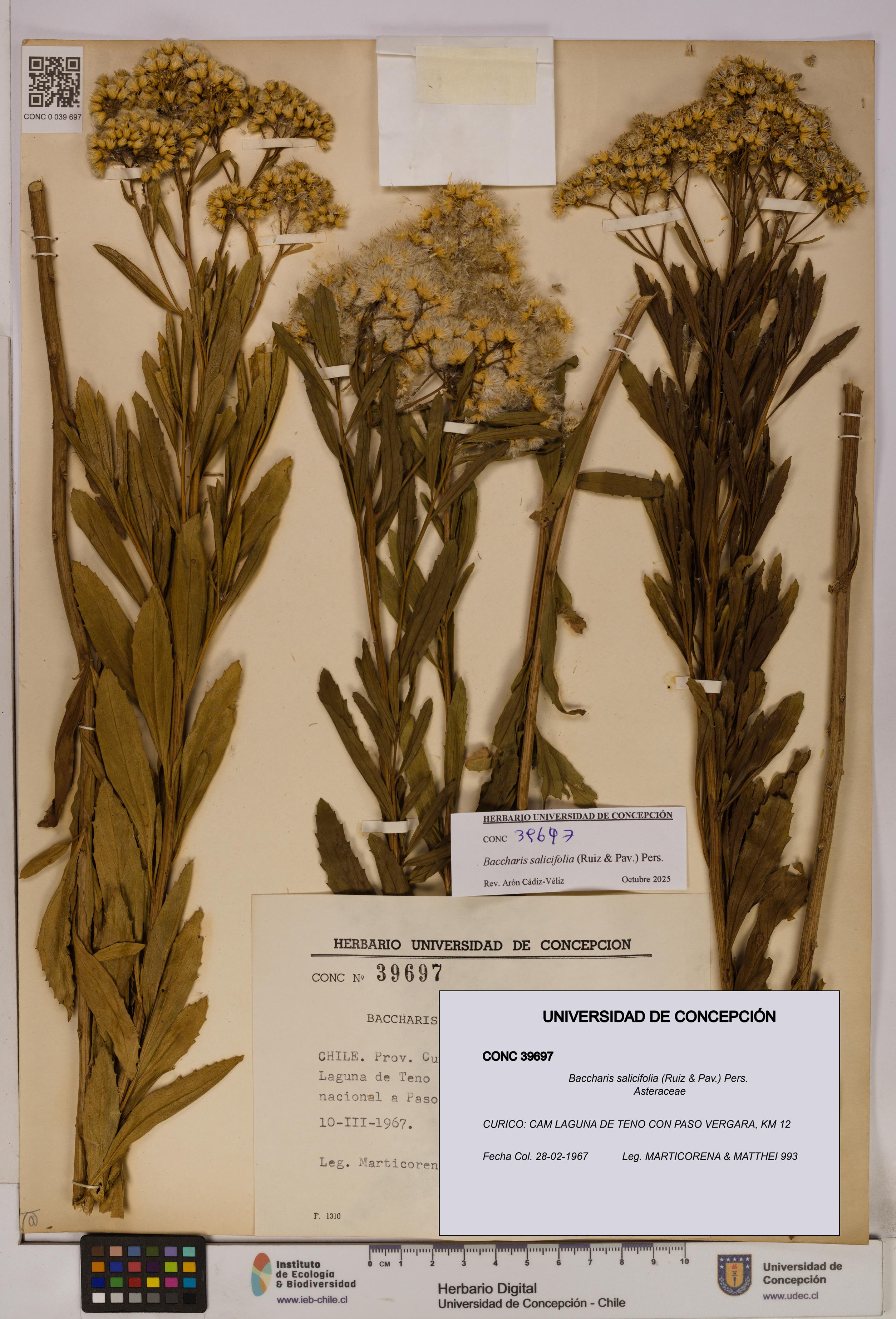 Baccharis salicifolia [Espécimen: UDEC:CONC:0039697]