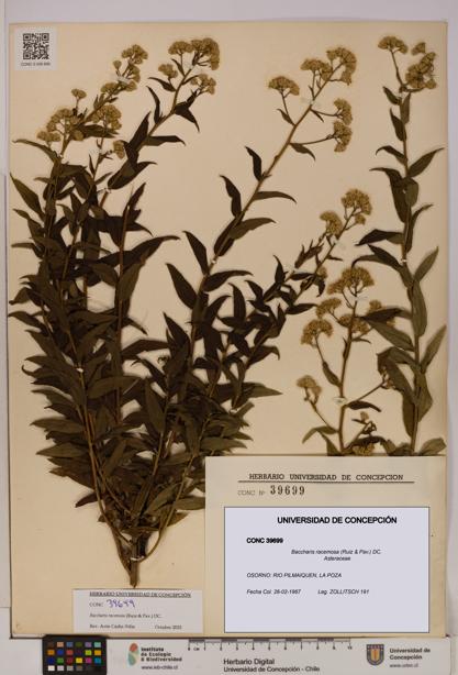 Baccharis racemosa [Espécimen: UDEC:CONC:0039699]