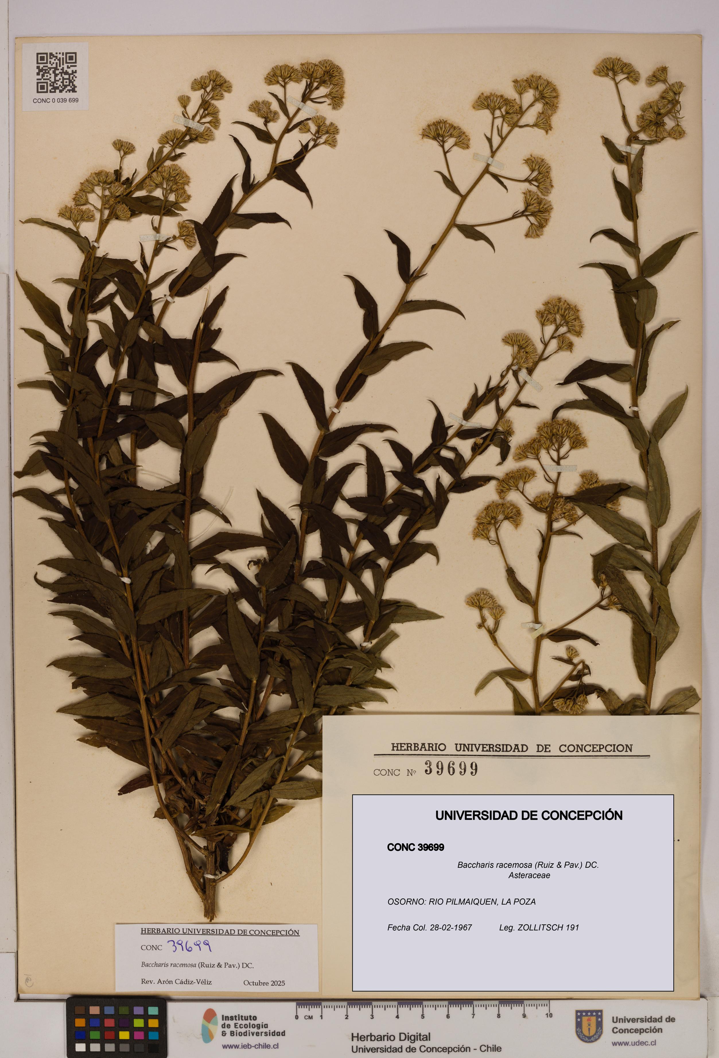 Baccharis racemosa [Espécimen: UDEC:CONC:0039699]