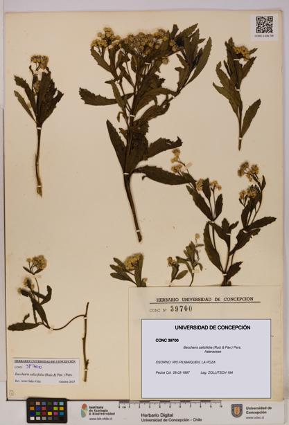 Baccharis salicifolia [Espécimen: UDEC:CONC:0039700]