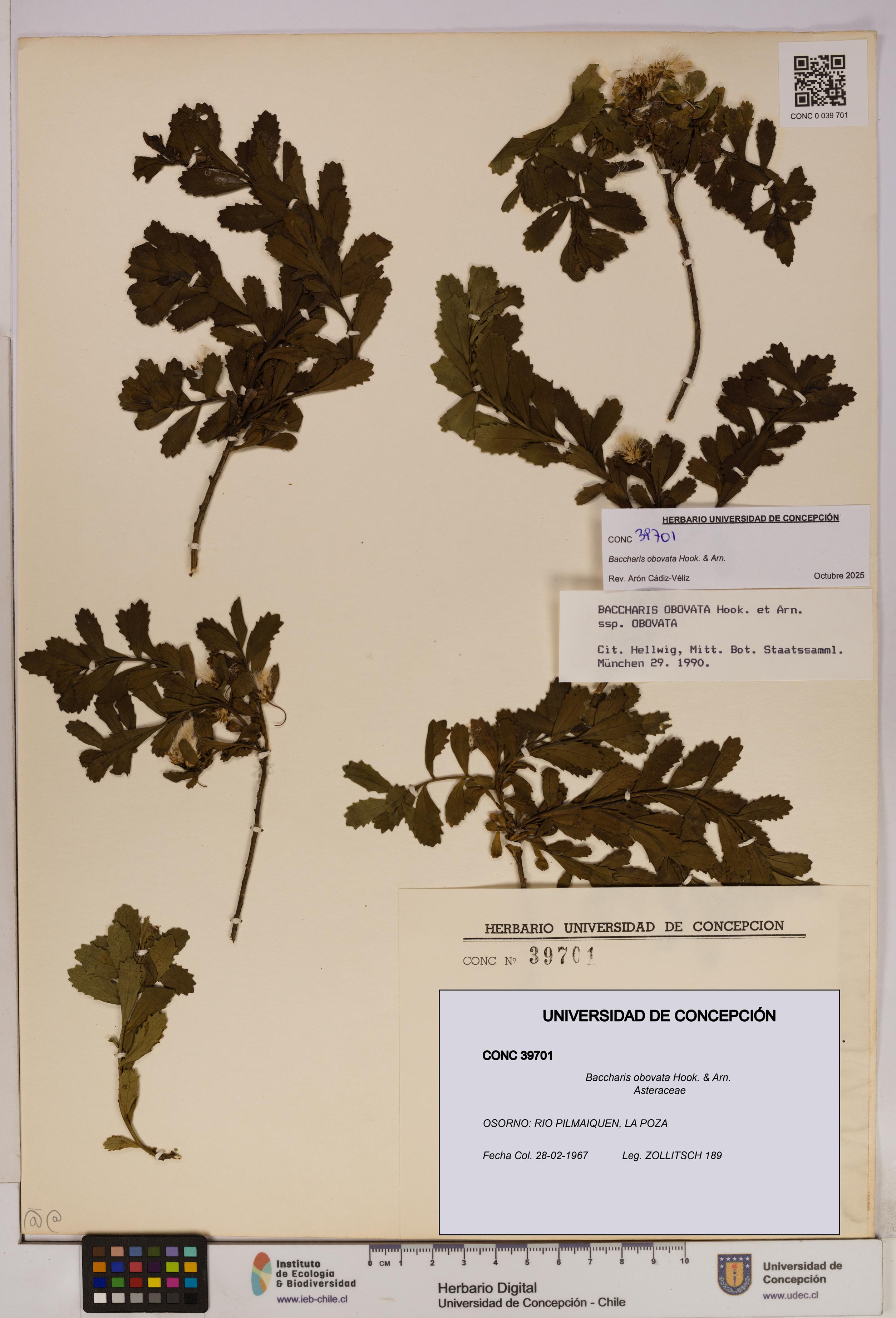 Baccharis obovata [Espécimen: UDEC:CONC:0039701]