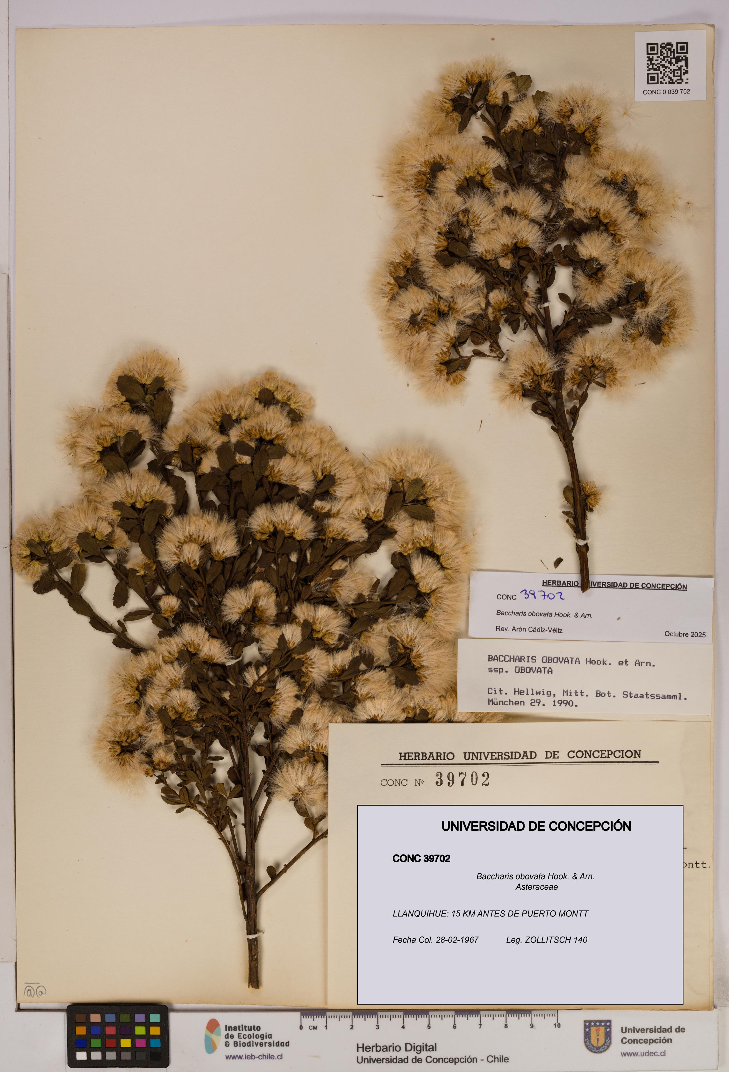 Baccharis obovata [Espécimen: UDEC:CONC:0039702]