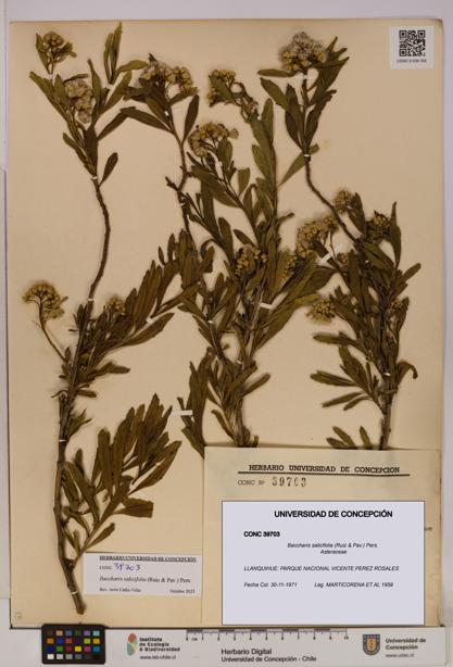 Baccharis salicifolia [Espécimen: UDEC:CONC:0039703]