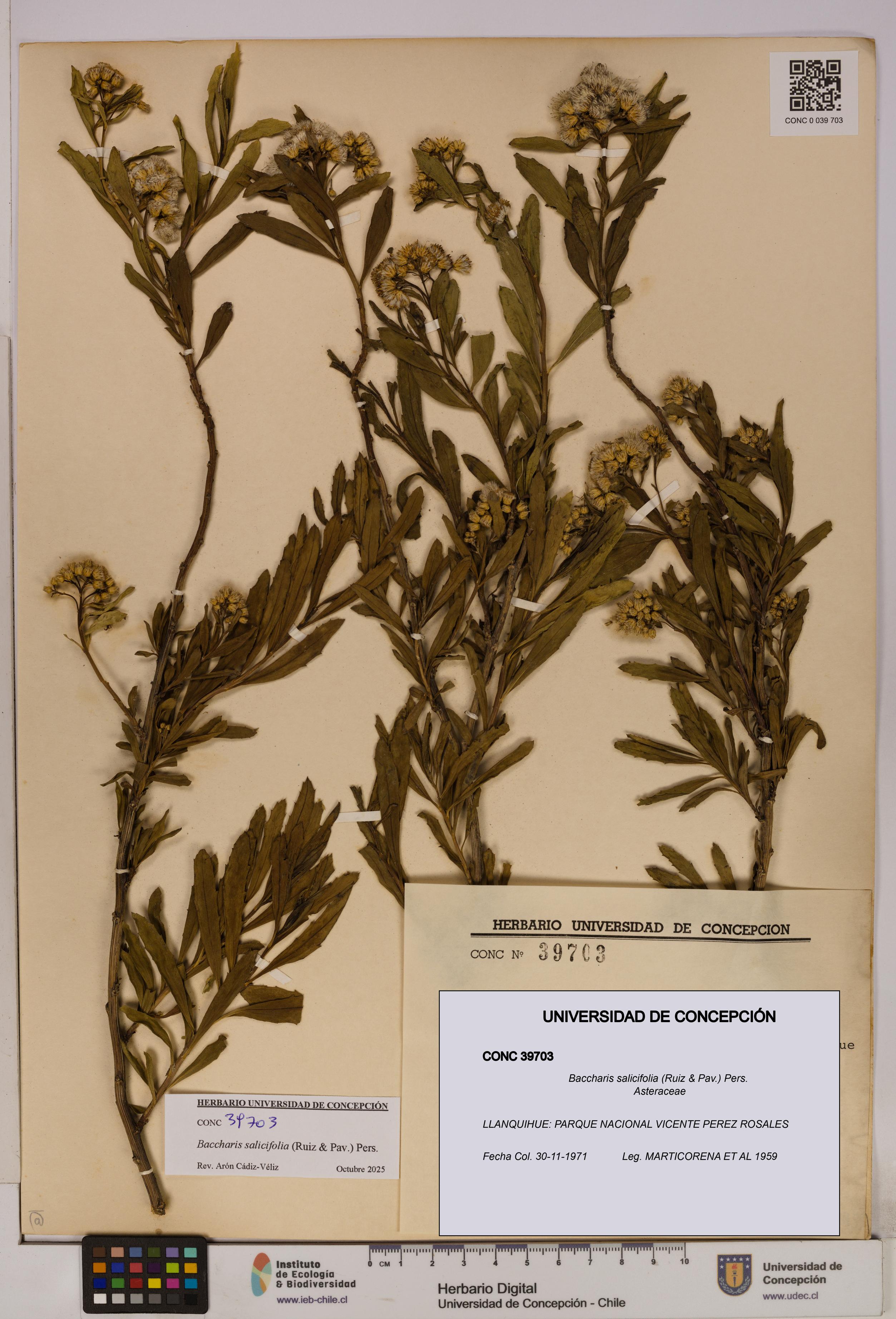 Baccharis salicifolia [Espécimen: UDEC:CONC:0039703]