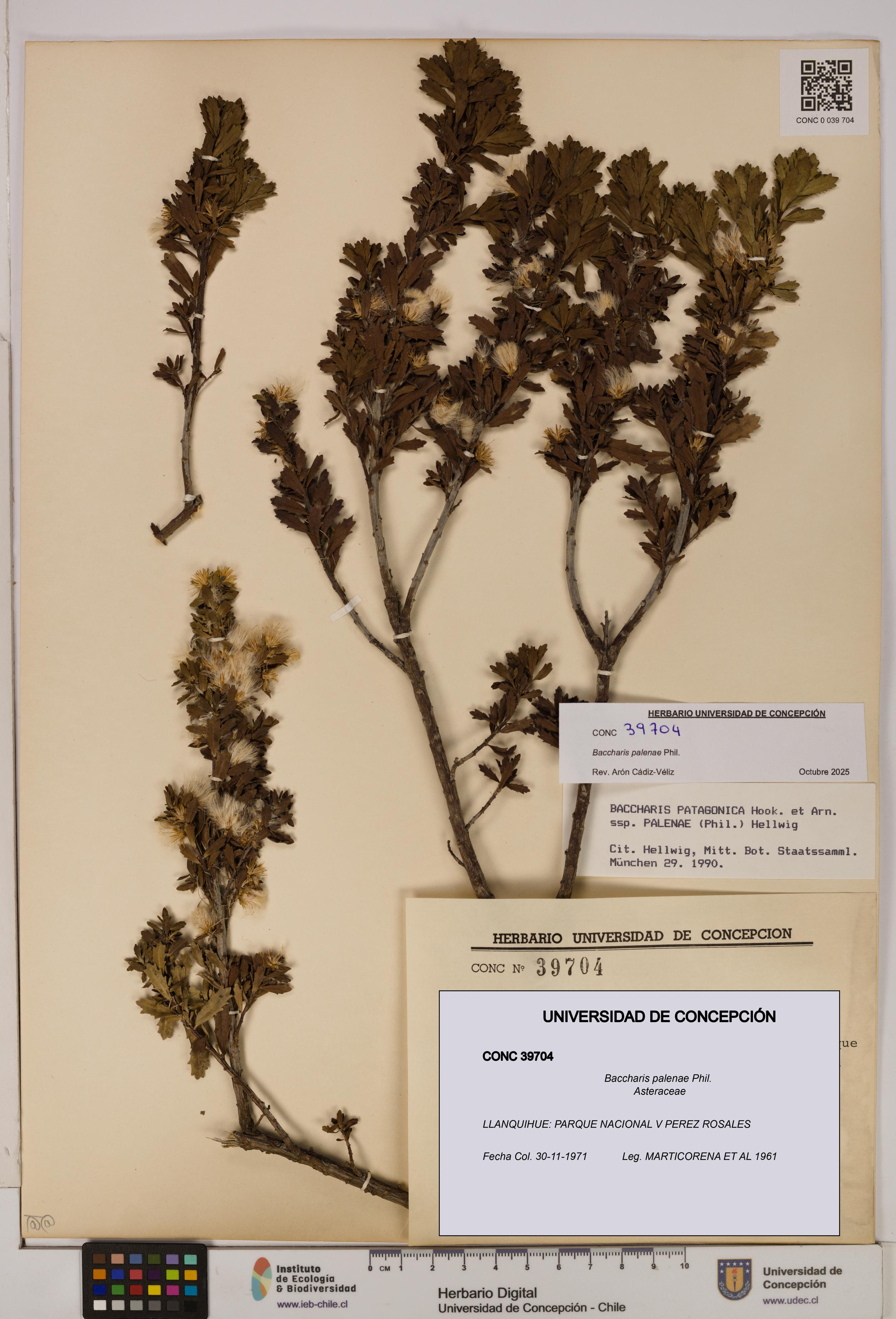 Baccharis patagonica [Espécimen: UDEC:CONC:0039704]
