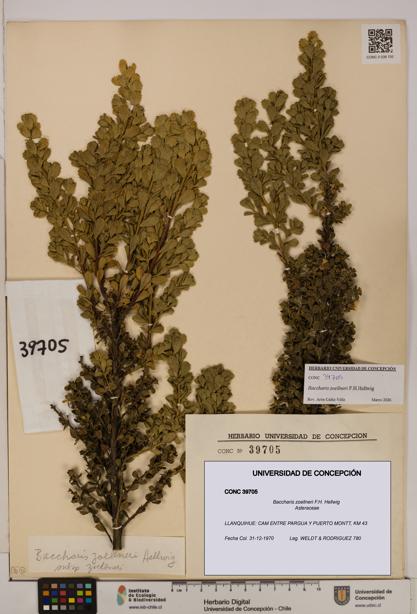 Baccharis zoellneri [Espécimen: UDEC:CONC:0039705]