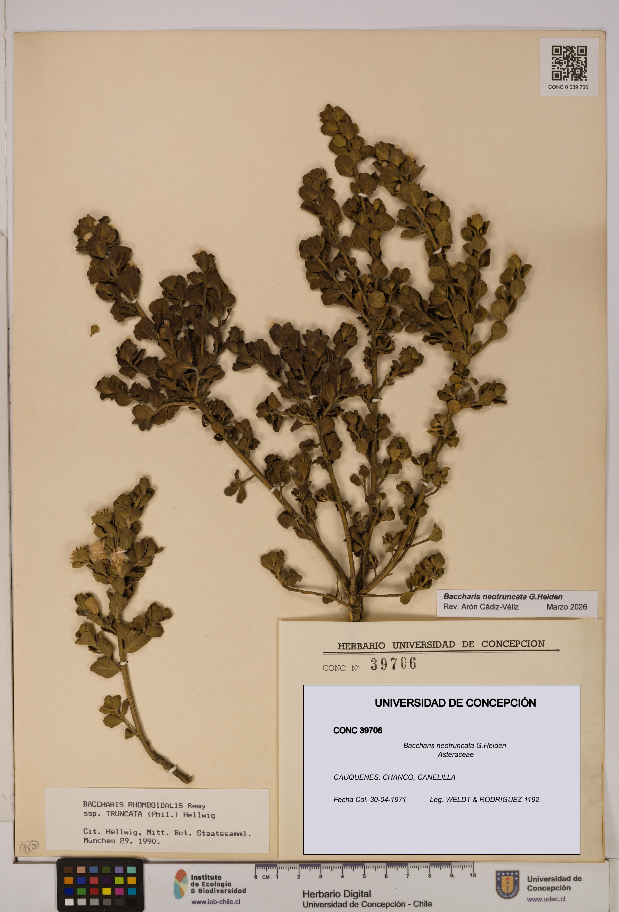 Baccharis neotruncata [Espécimen: UDEC:CONC:0039706]