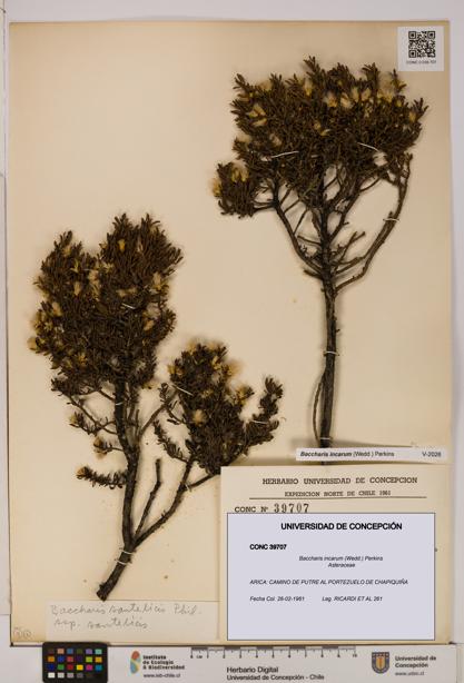 Baccharis incarum [Espécimen: UDEC:CONC:0039707]