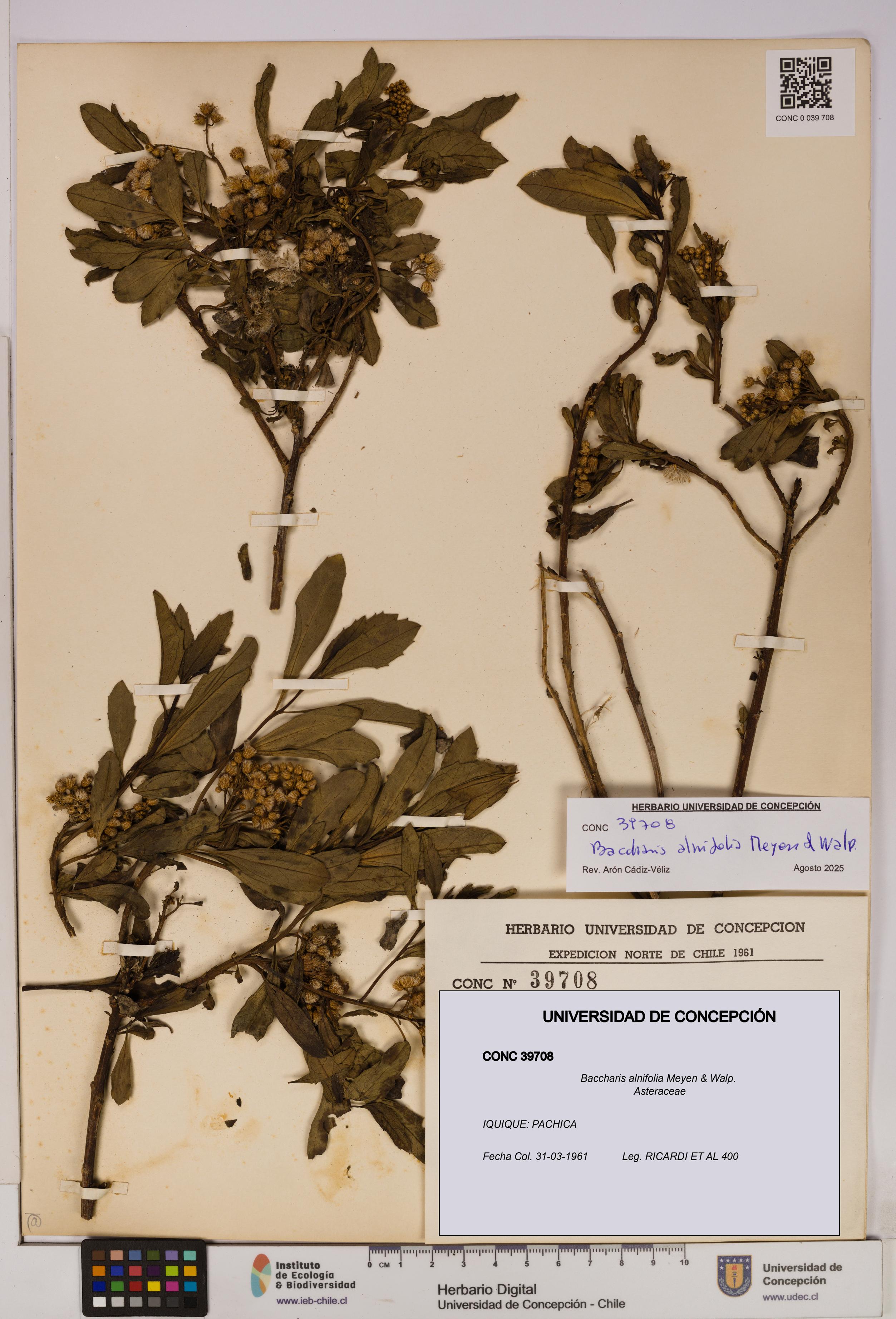 Baccharis alnifolia [Espécimen: UDEC:CONC:0039708]