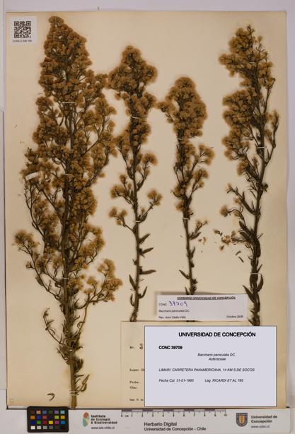 Baccharis paniculata [Espécimen: UDEC:CONC:0039709]