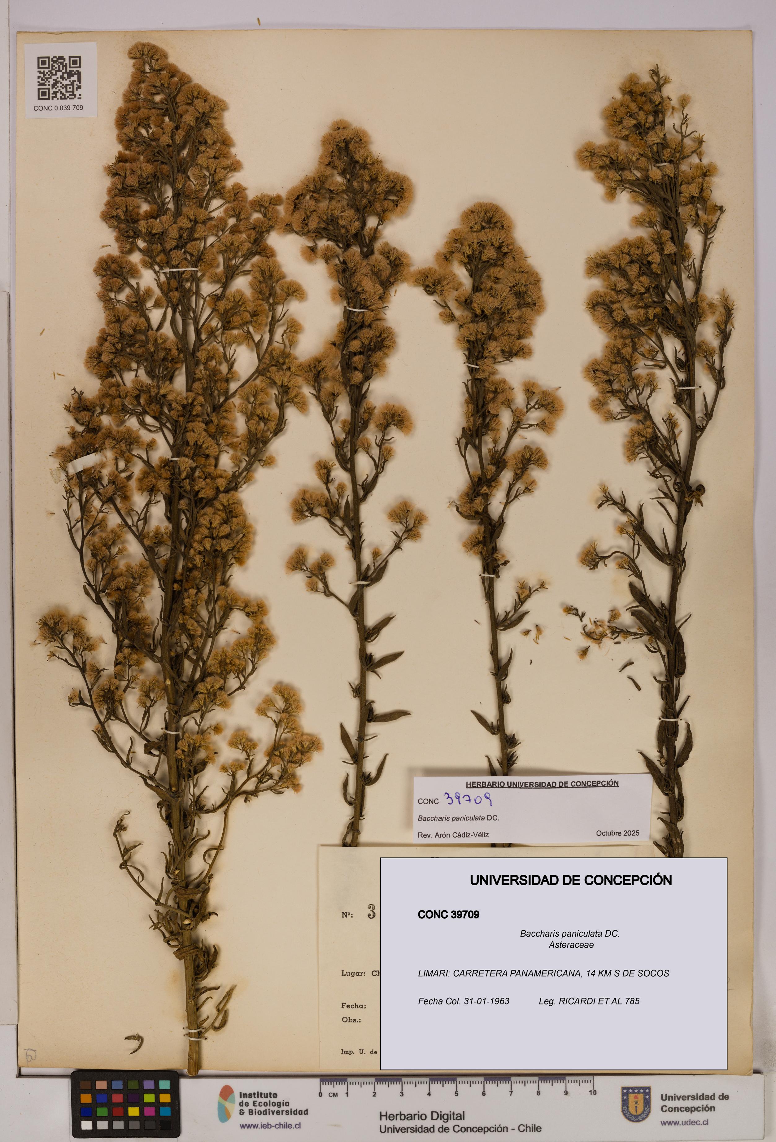 Baccharis paniculata [Espécimen: UDEC:CONC:0039709]