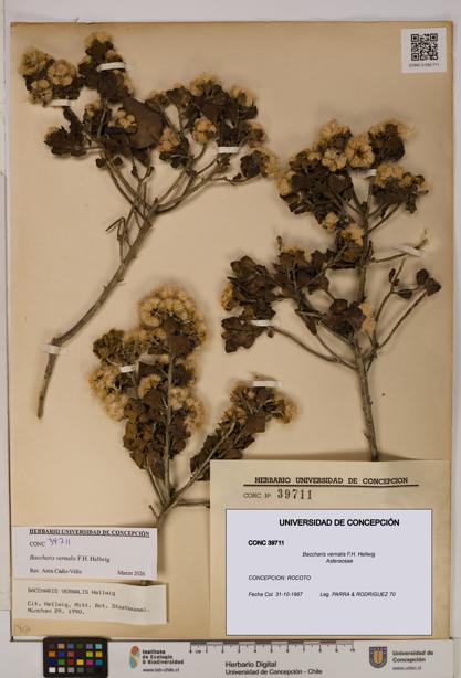 Baccharis vernalis [Espécimen: UDEC:CONC:0039711]