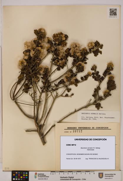 Baccharis vernalis [Espécimen: UDEC:CONC:0039712]