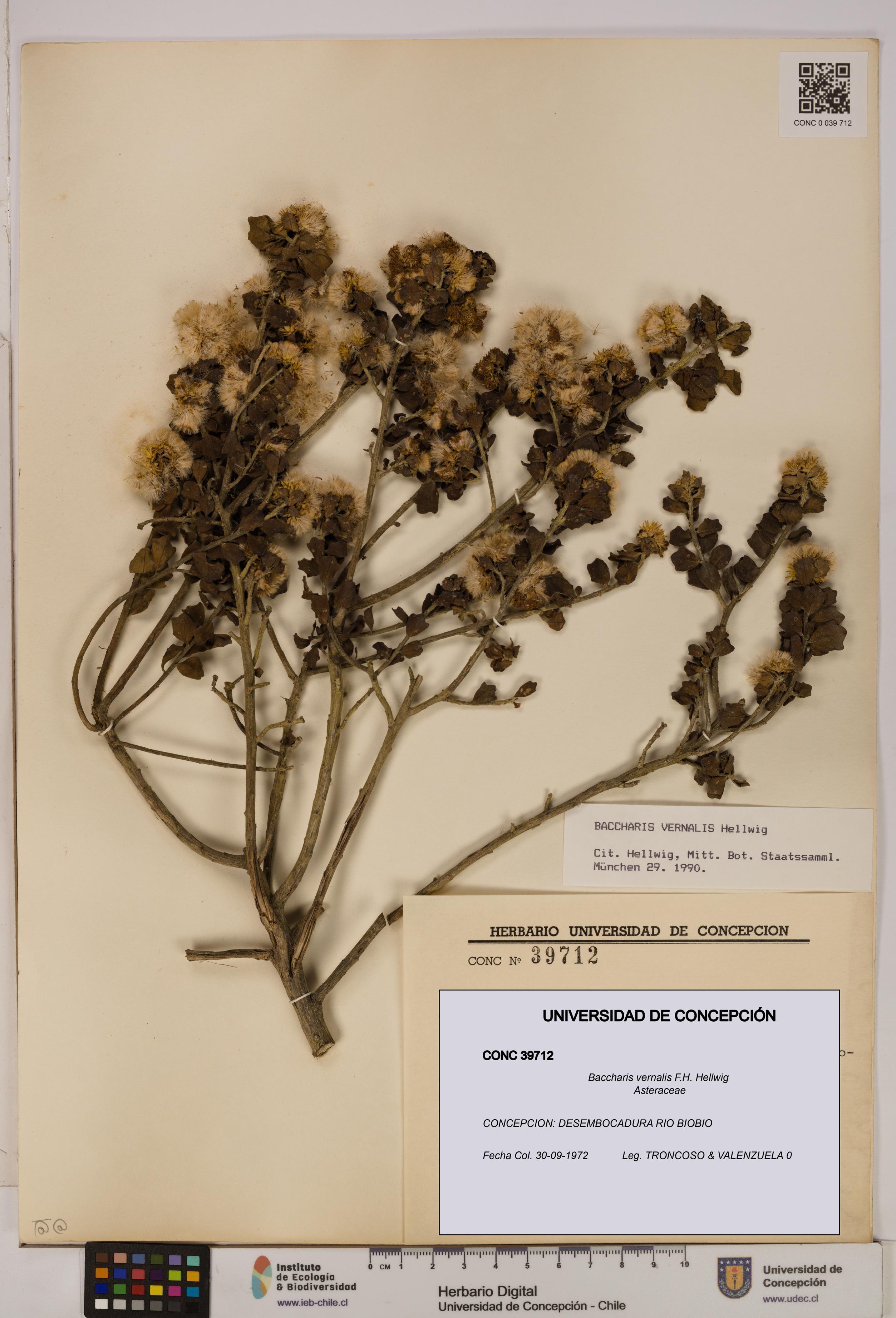 Baccharis vernalis [Espécimen: UDEC:CONC:0039712]