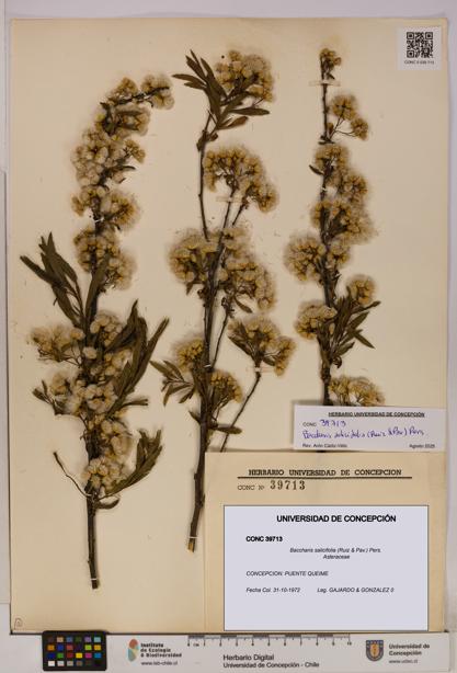 Baccharis salicifolia [Espécimen: UDEC:CONC:0039713]