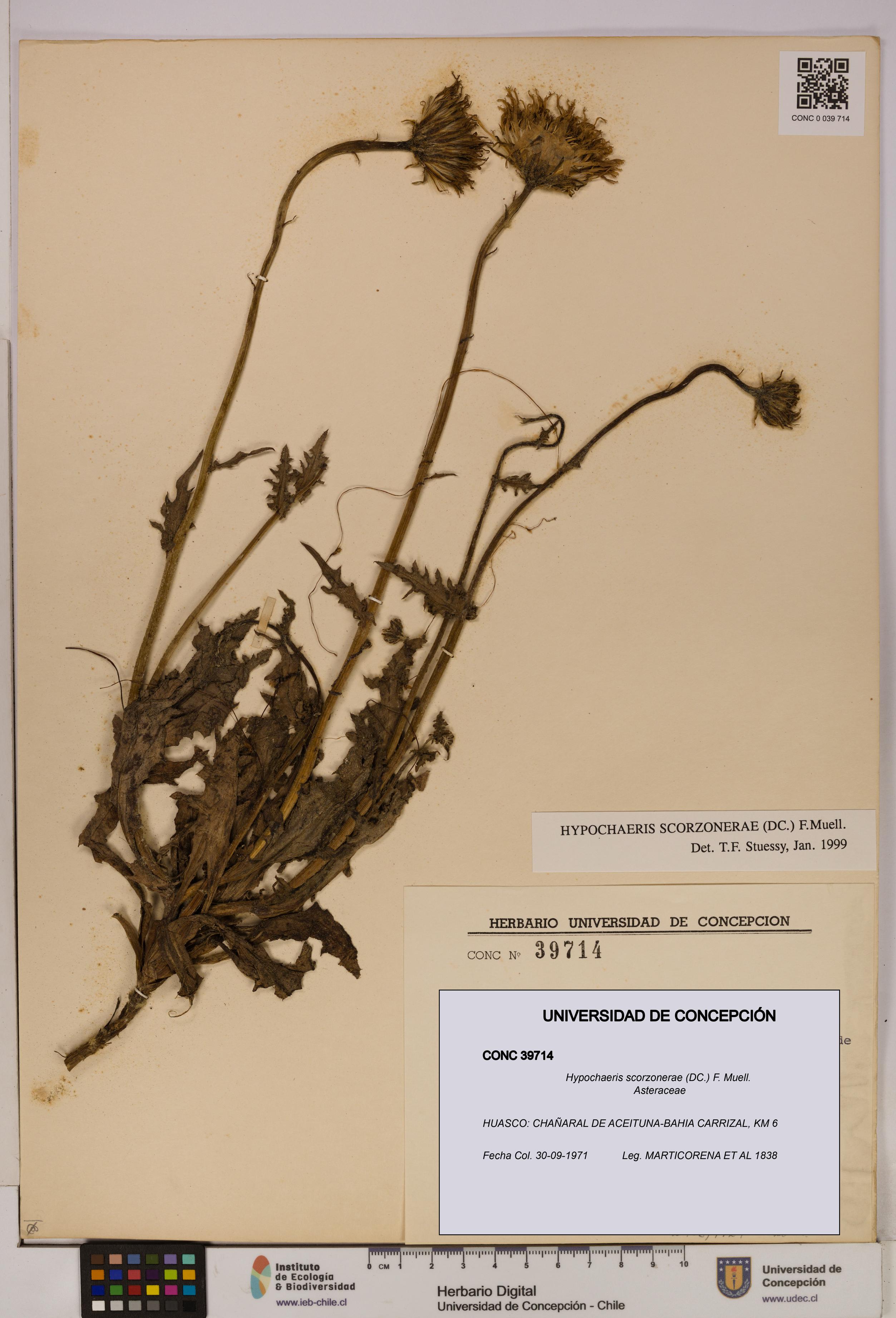 Hypochaeris scorzonerae [Espécimen: UDEC:CONC:0039714]