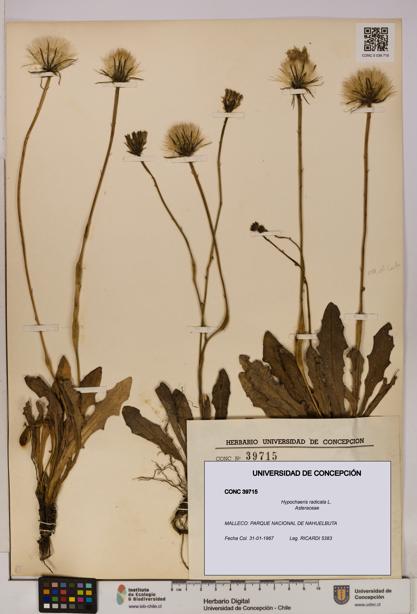 Hypochaeris radicata [Espécimen: UDEC:CONC:0039715]