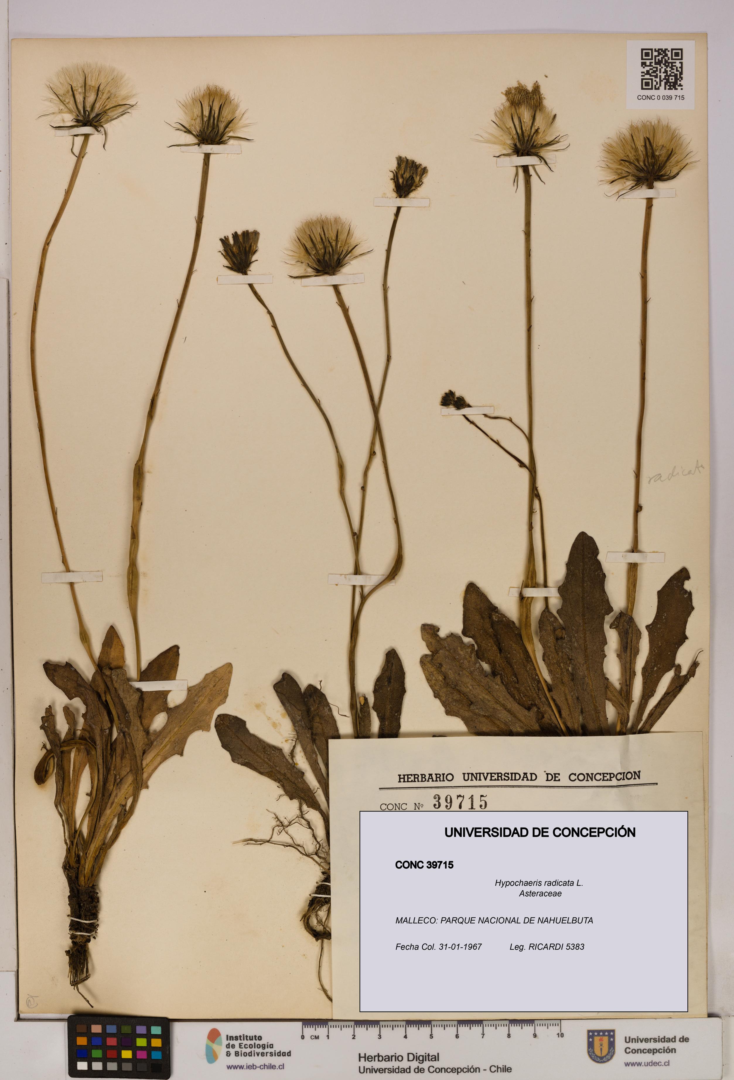 Hypochaeris radicata [Espécimen: UDEC:CONC:0039715]
