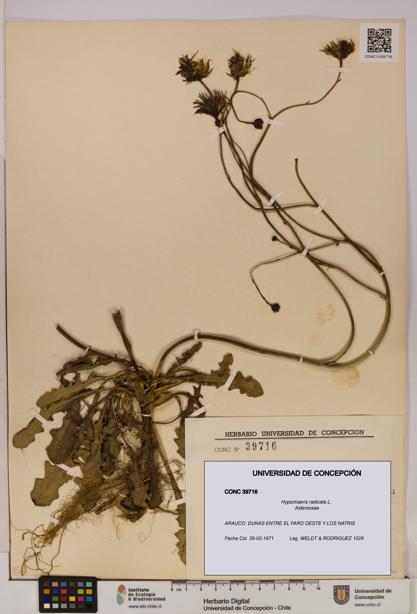 Hypochaeris radicata [Espécimen: UDEC:CONC:0039716]
