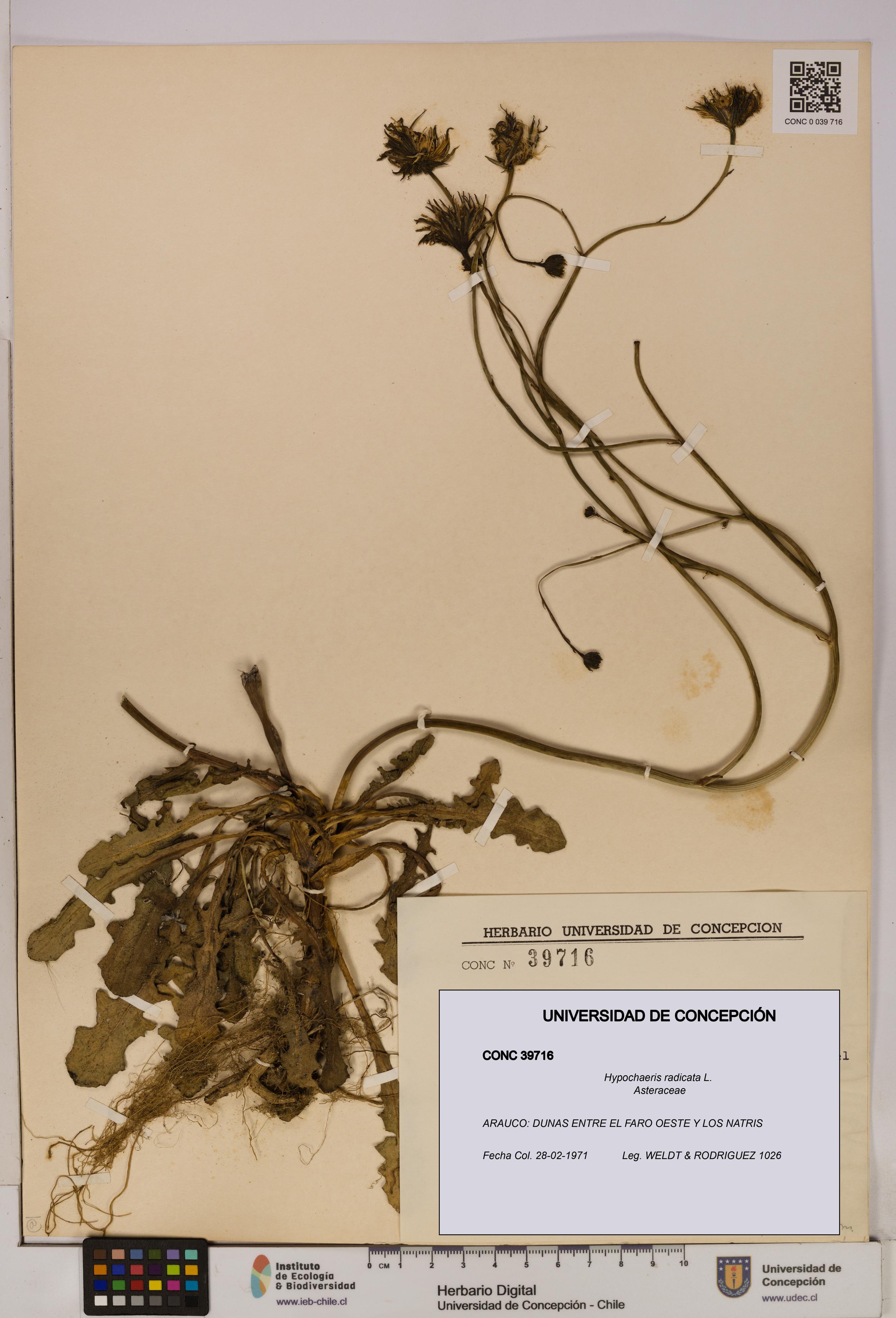 Hypochaeris radicata [Espécimen: UDEC:CONC:0039716]
