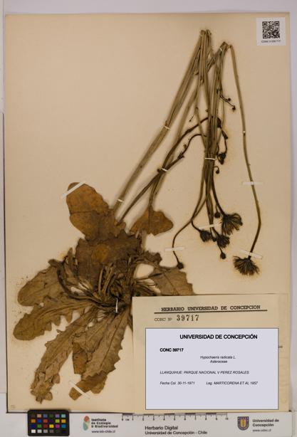 Hypochaeris radicata [Espécimen: UDEC:CONC:0039717]