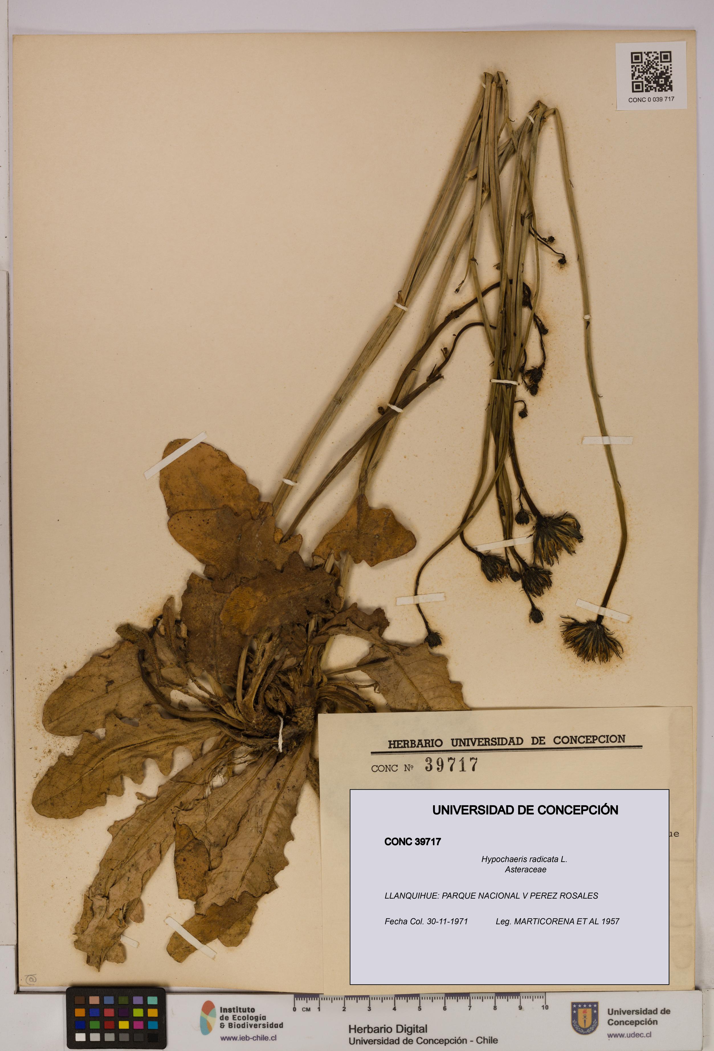 Hypochaeris radicata [Espécimen: UDEC:CONC:0039717]