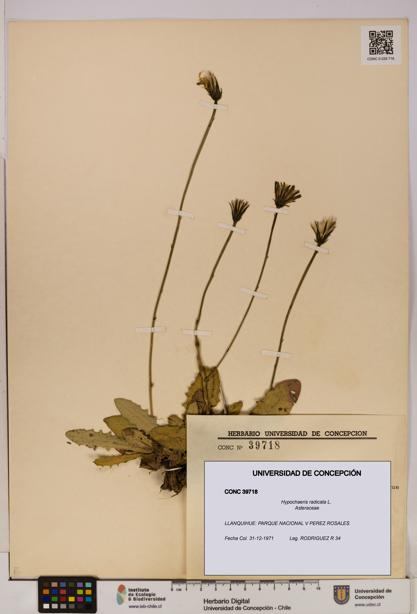 Hypochaeris radicata [Espécimen: UDEC:CONC:0039718]