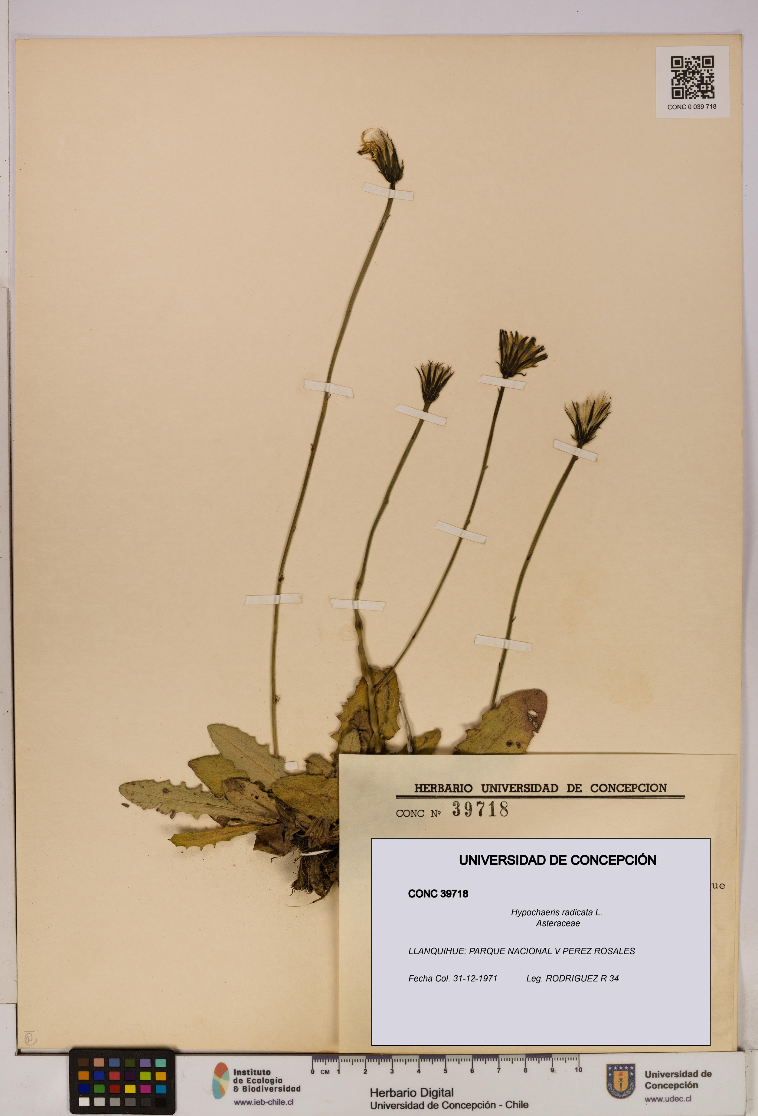 Hypochaeris radicata [Espécimen: UDEC:CONC:0039718]