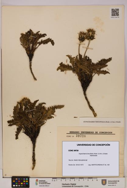 Hypochaeris tenuifolia [Espécimen: UDEC:CONC:0039720]