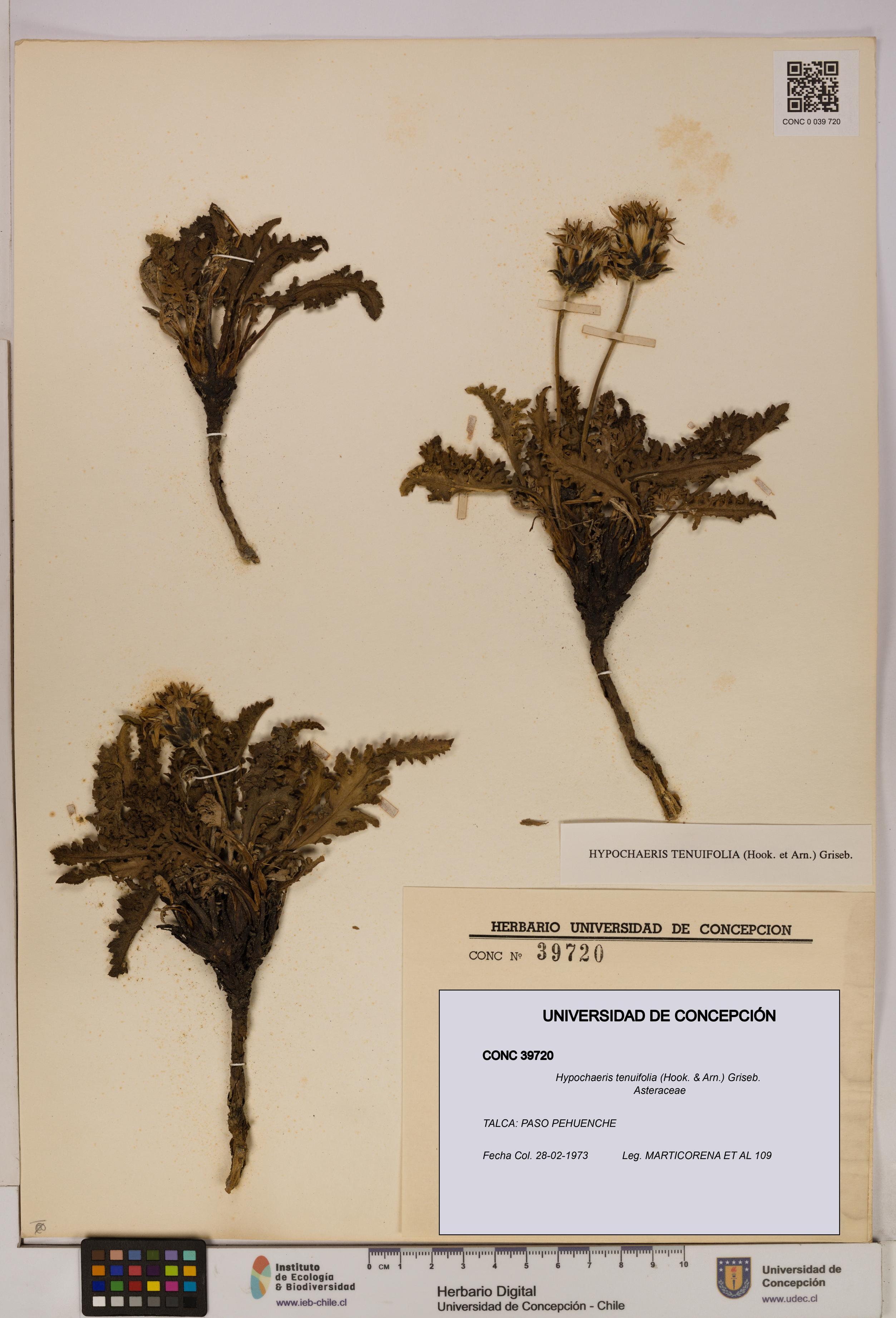 Hypochaeris tenuifolia [Espécimen: UDEC:CONC:0039720]