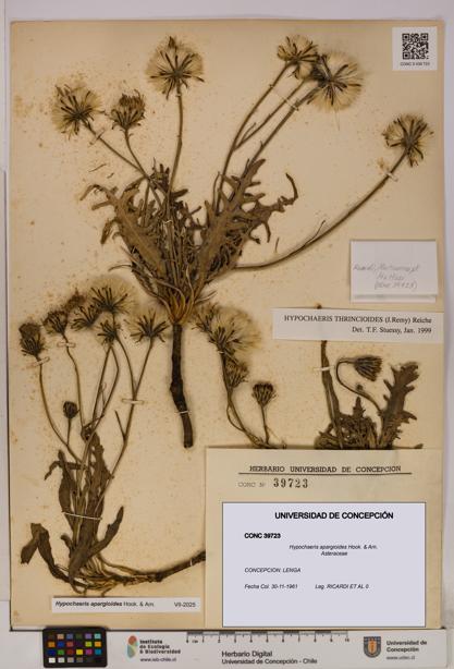 Hypochaeris apargioides [Espécimen: UDEC:CONC:0039723]