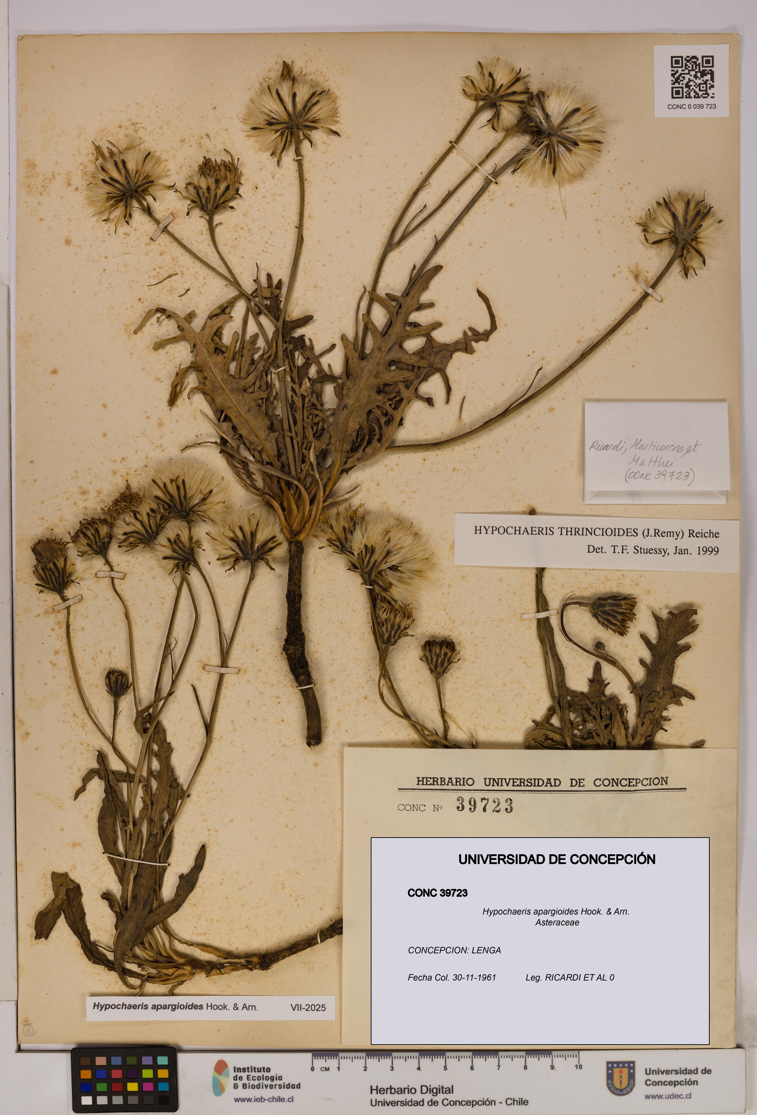 Hypochaeris apargioides [Espécimen: UDEC:CONC:0039723]
