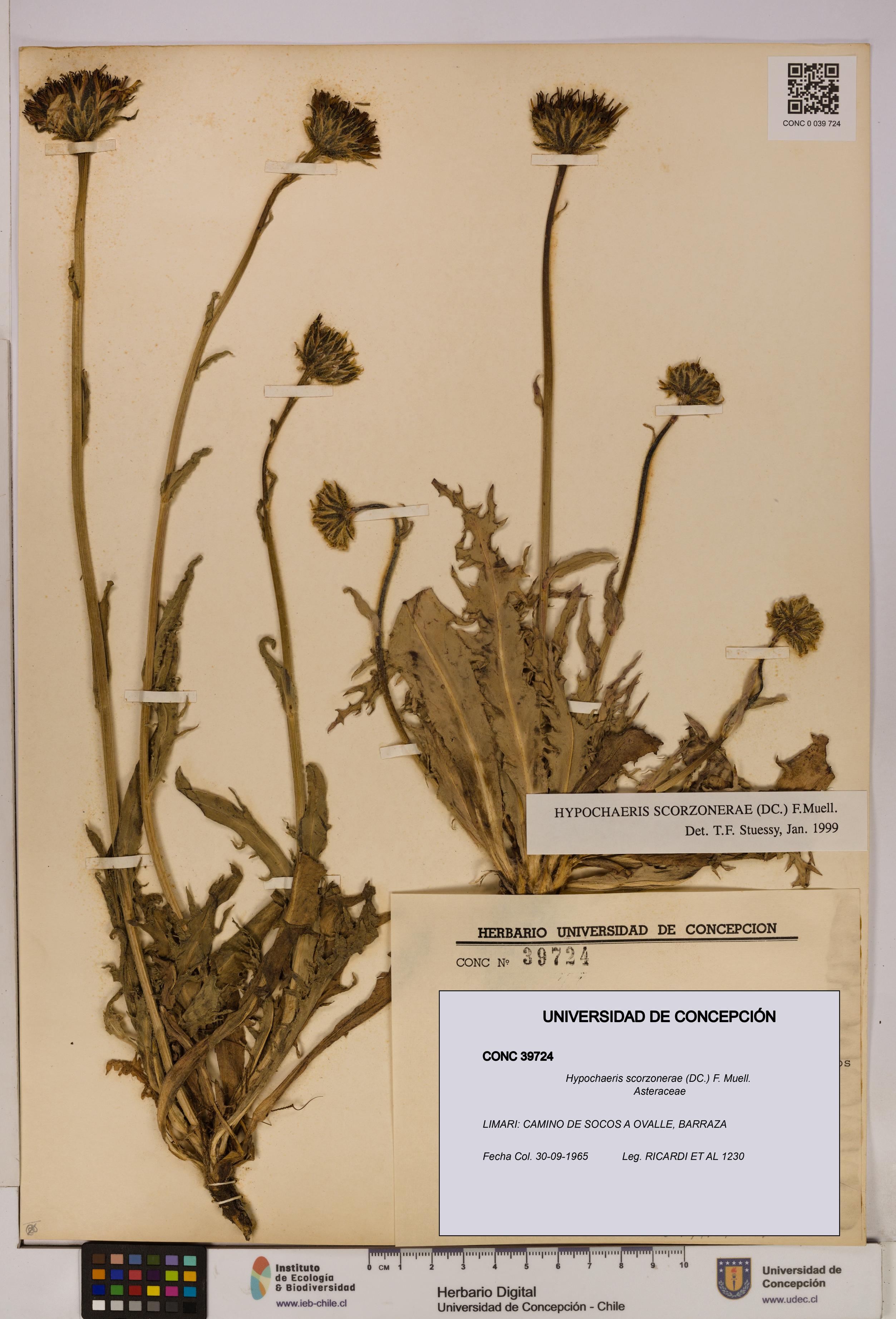 Hypochaeris scorzonerae [Espécimen: UDEC:CONC:0039724]