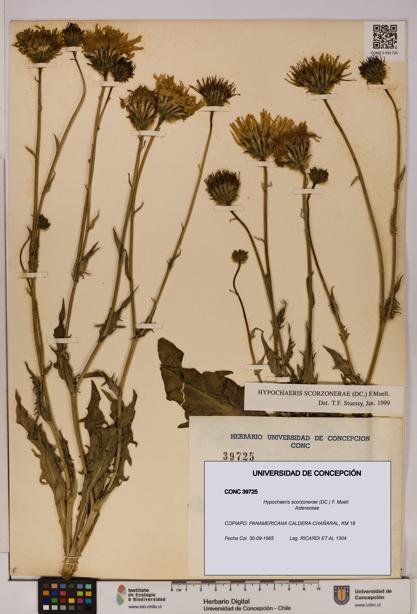 Hypochaeris scorzonerae [Espécimen: UDEC:CONC:0039725]