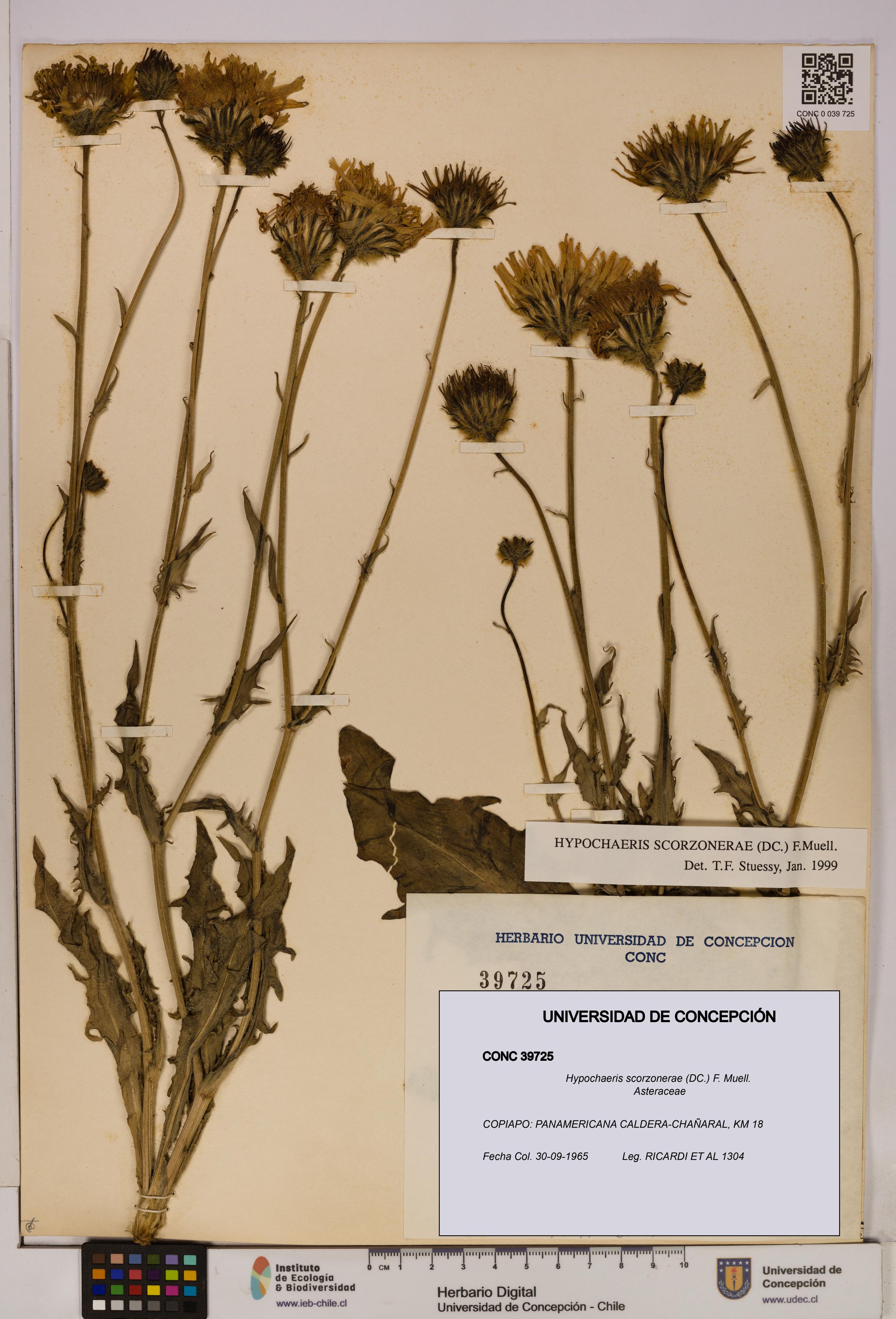 Hypochaeris scorzonerae [Espécimen: UDEC:CONC:0039725]