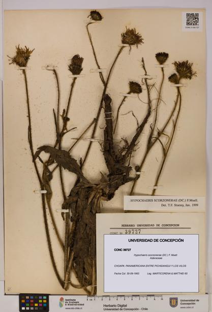 Hypochaeris scorzonerae [Espécimen: UDEC:CONC:0039727]
