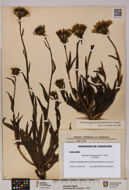 Hypochaeris scorzonerae [Espécimen: UDEC:CONC:0039728]