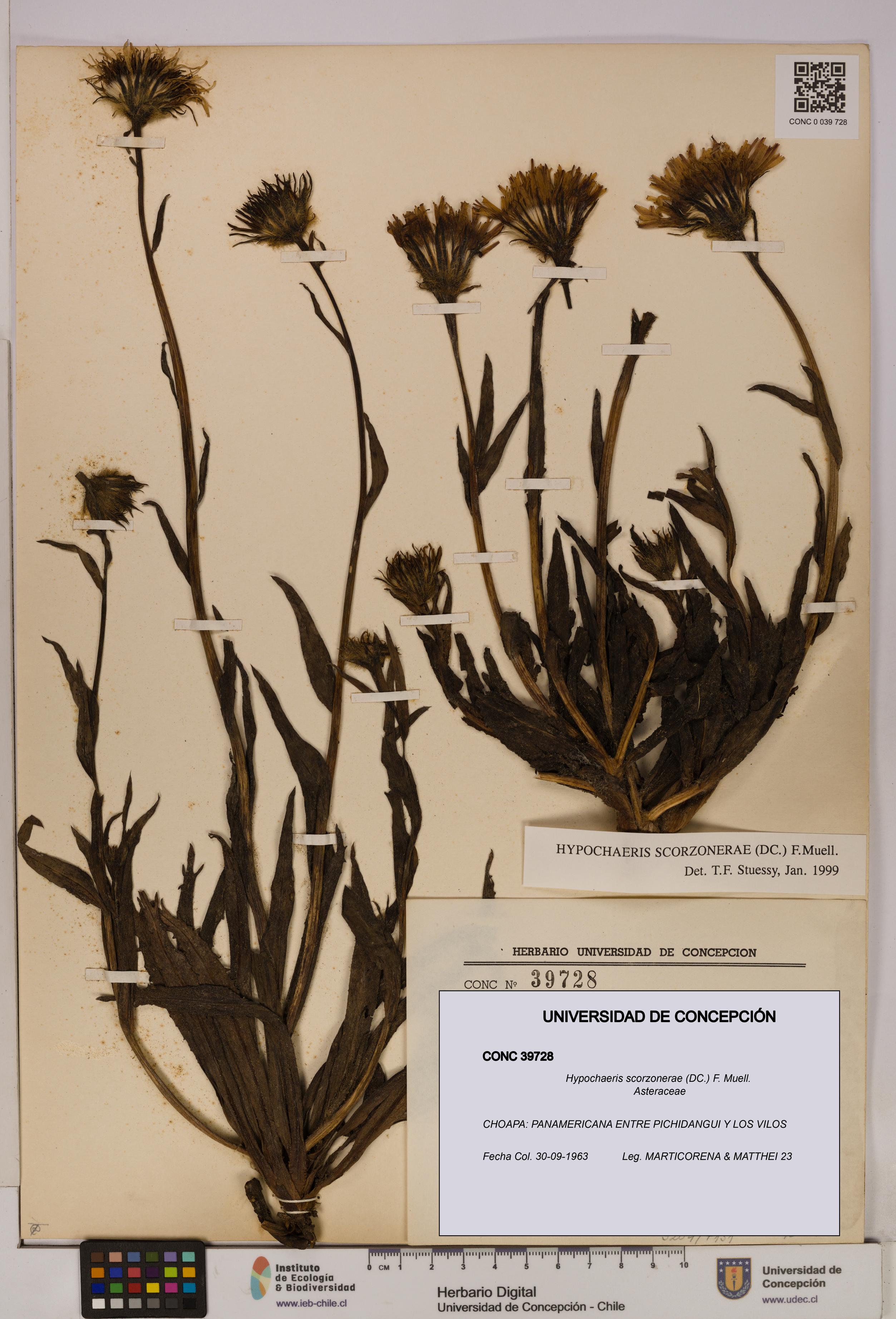 Hypochaeris scorzonerae [Espécimen: UDEC:CONC:0039728]