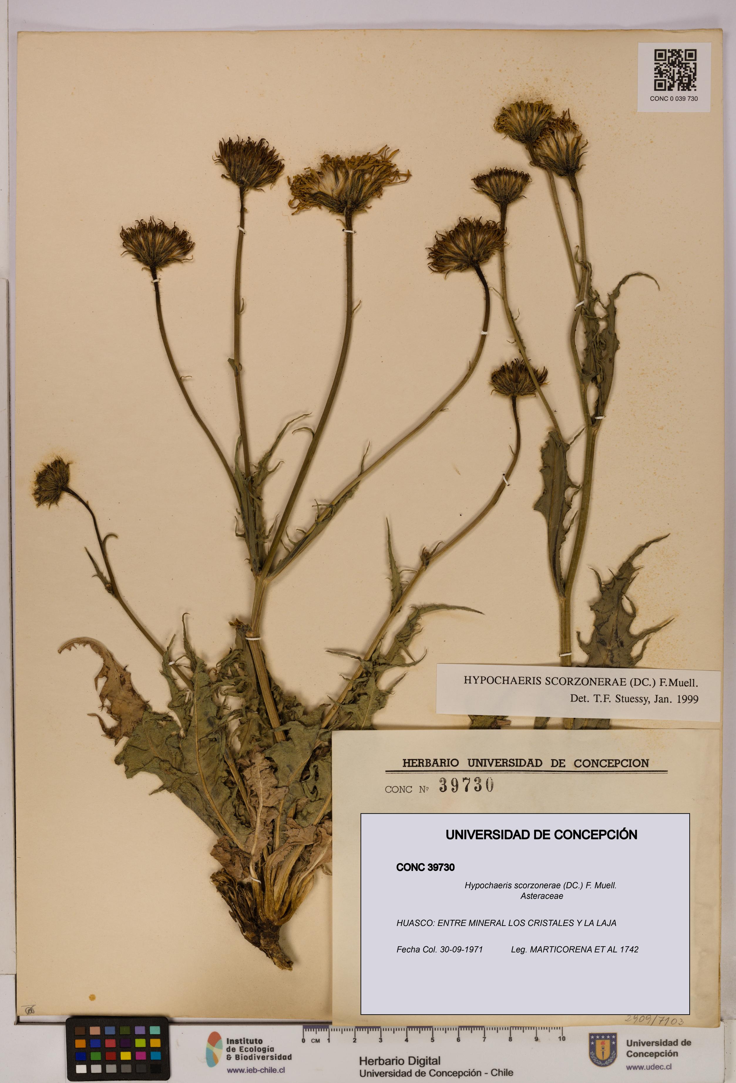 Hypochaeris scorzonerae [Espécimen: UDEC:CONC:0039730]