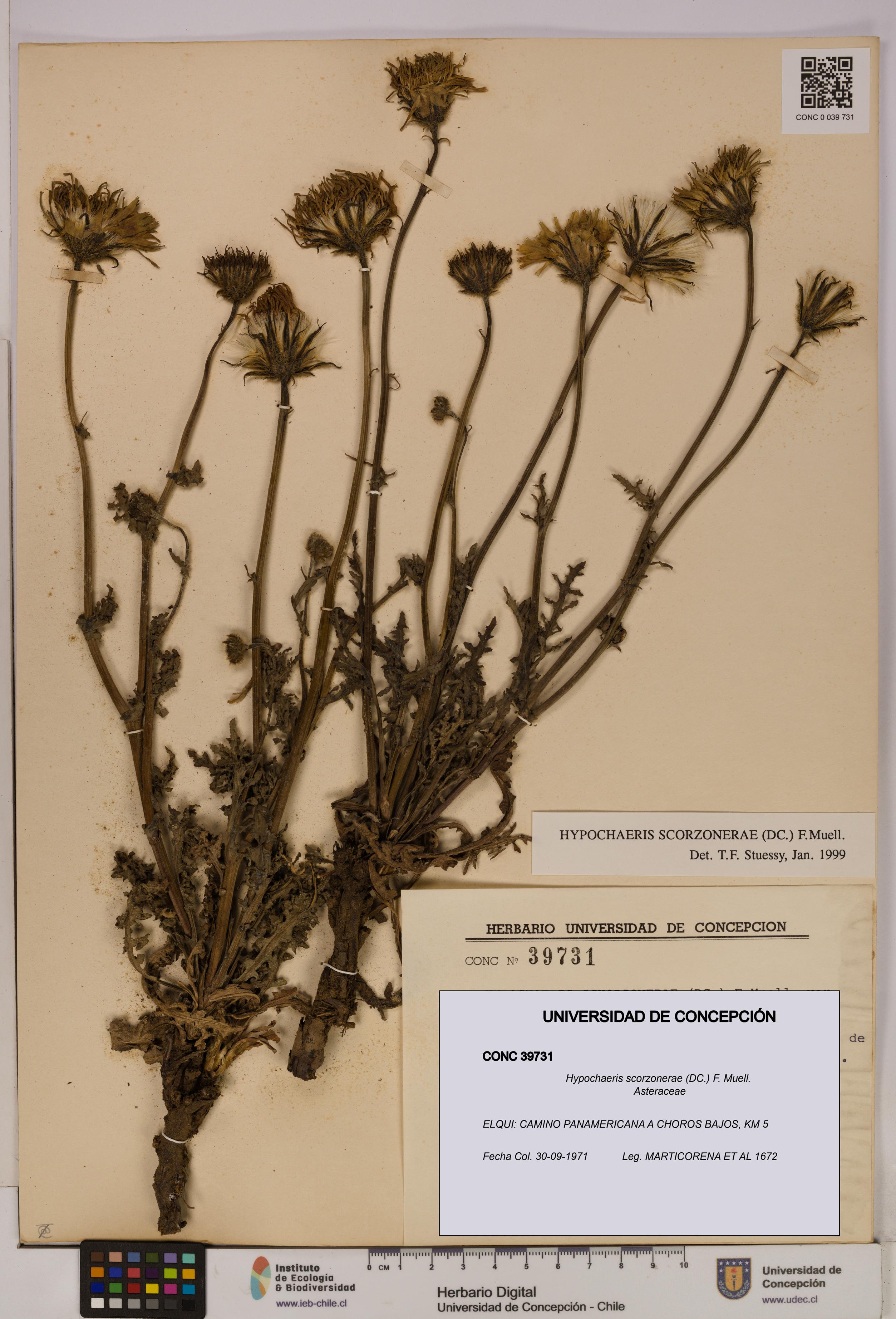 Hypochaeris scorzonerae [Espécimen: UDEC:CONC:0039731]