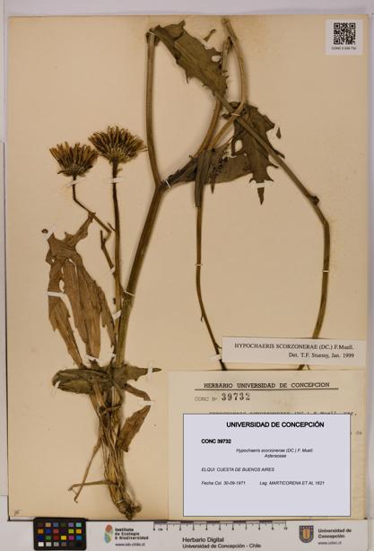 Hypochaeris scorzonerae [Espécimen: UDEC:CONC:0039732]