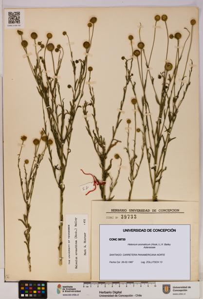 Helenium aromaticum [Espécimen: UDEC:CONC:0039733]