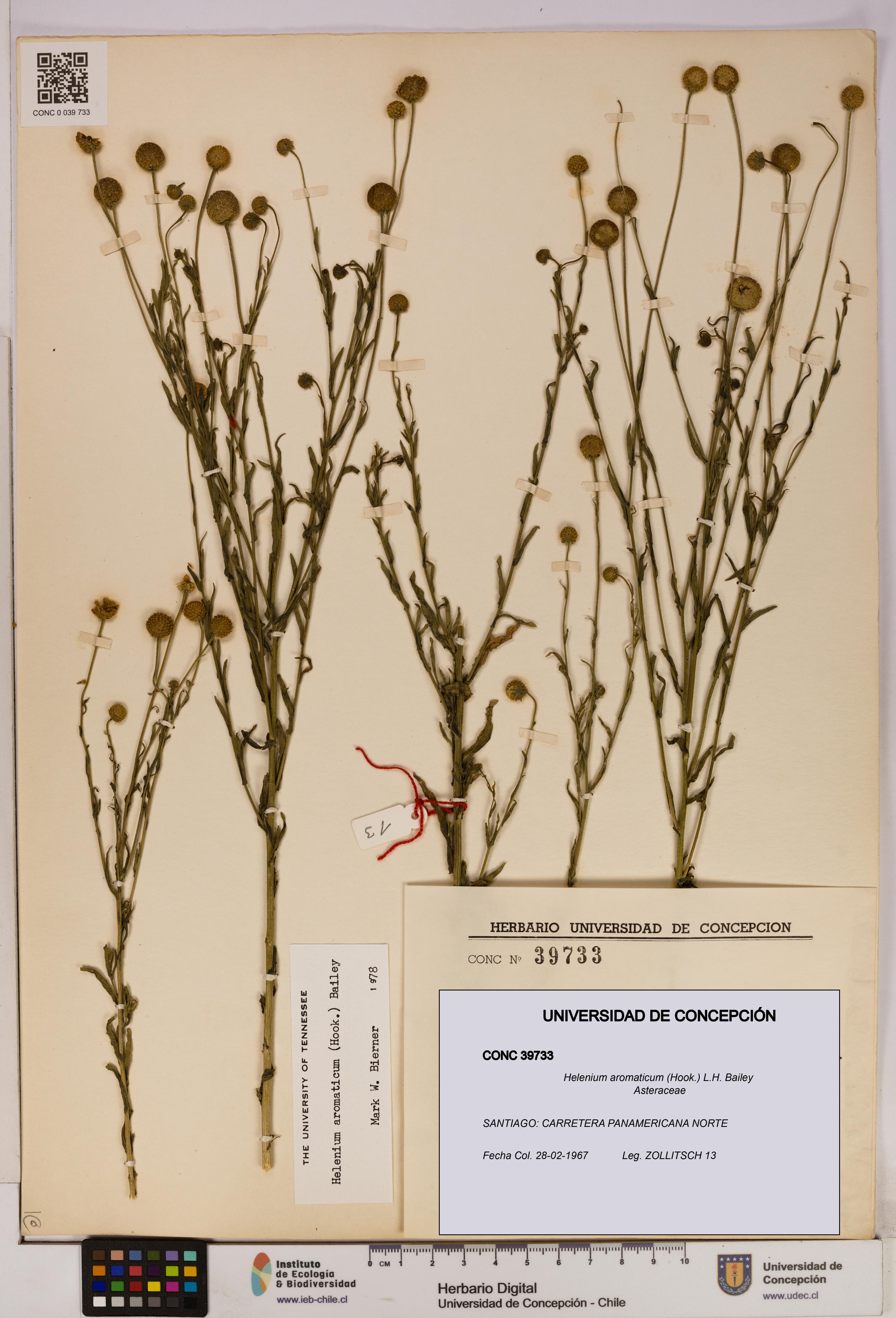 Helenium aromaticum [Espécimen: UDEC:CONC:0039733]