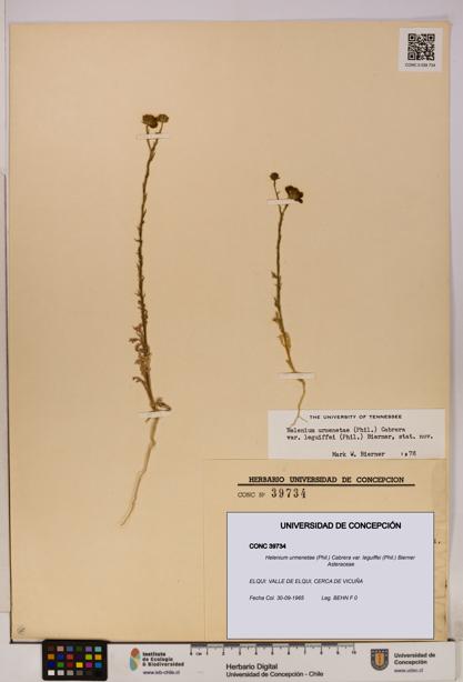 Helenium urmenetae var. leguiffei [Espécimen: UDEC:CONC:0039734]