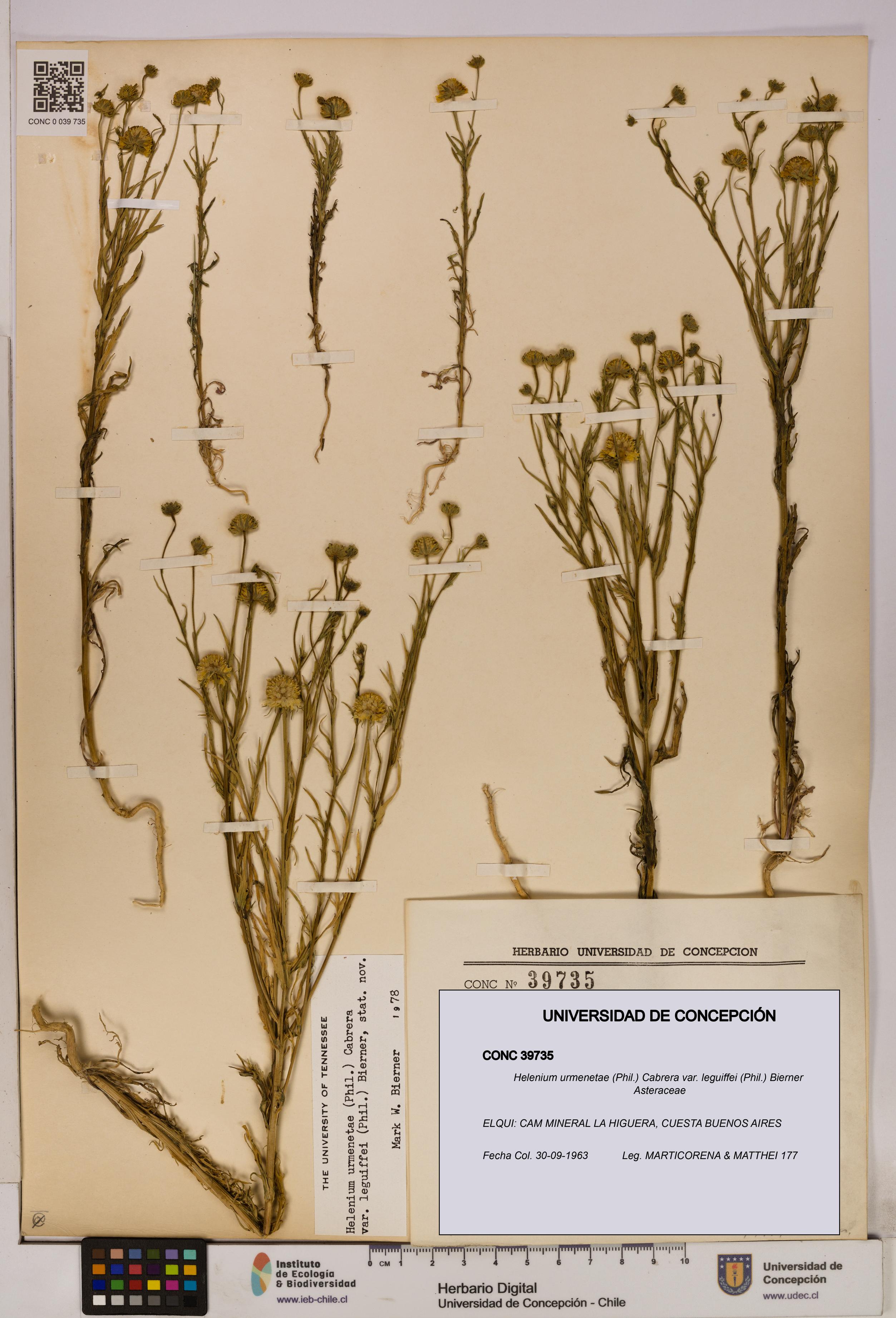 Helenium urmenetae var. leguiffei [Espécimen: UDEC:CONC:0039735]