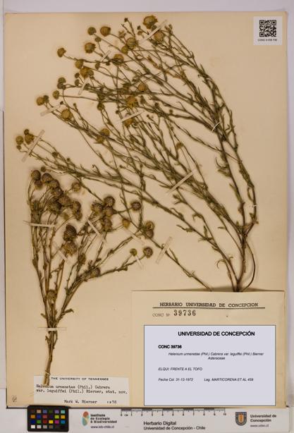 Helenium urmenetae var. leguiffei [Espécimen: UDEC:CONC:0039736]